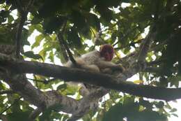 Image of Uakari