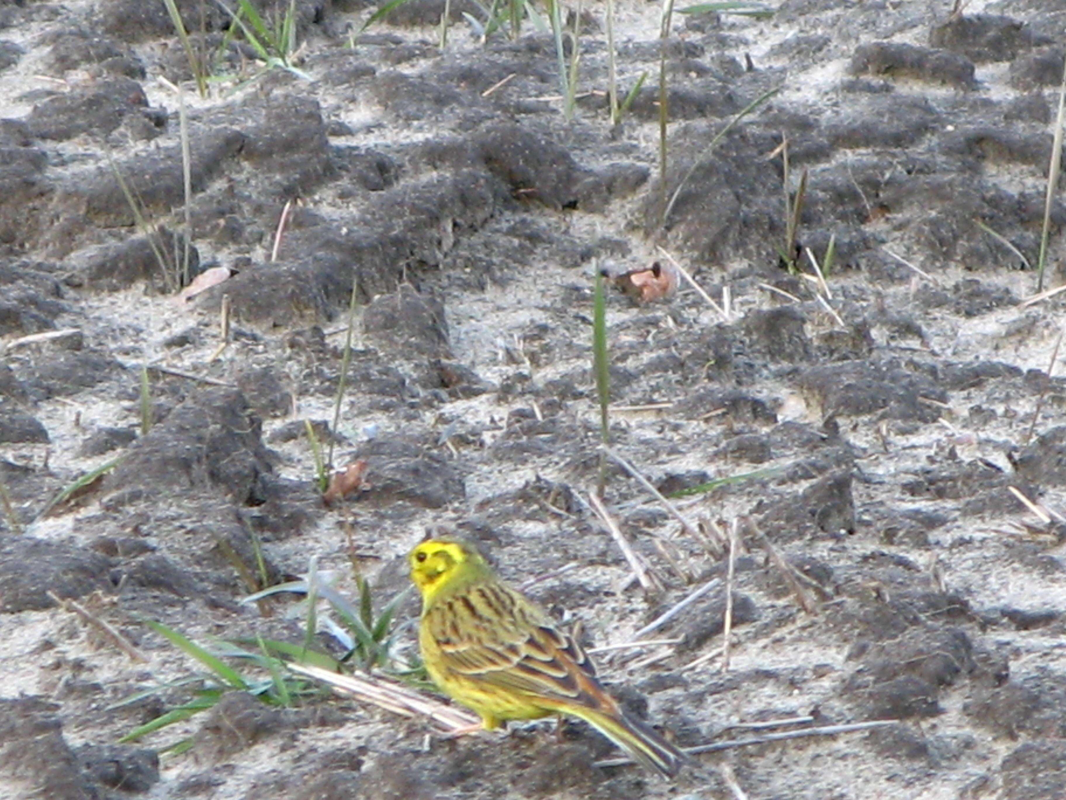 Image of Yellowhammer