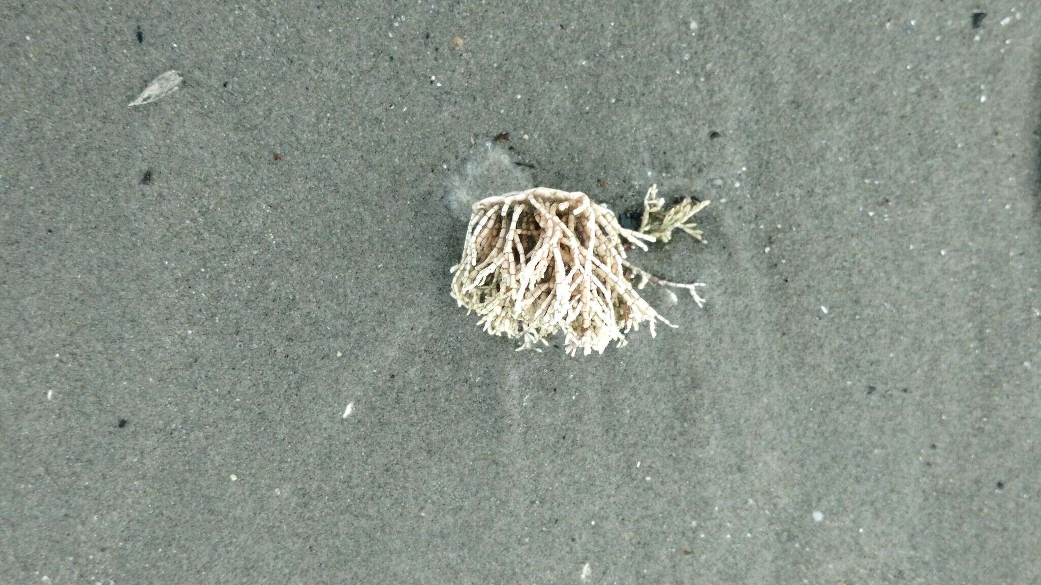 Image of common coral weed