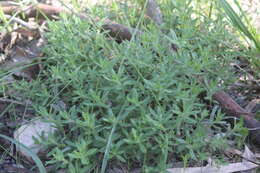 Image of Gonocarpus elatus (A. Cunn. ex Fenzl) Orchard