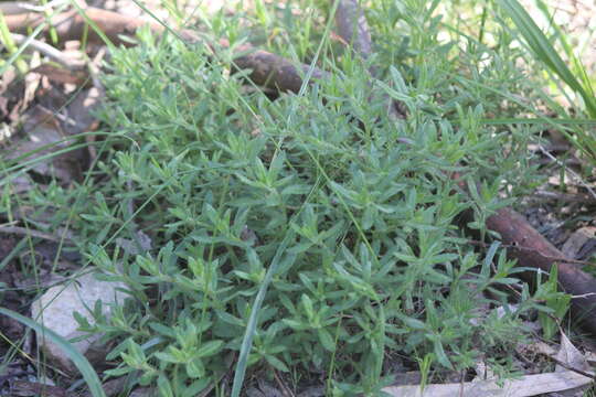 Image of Gonocarpus elatus (A. Cunn. ex Fenzl) Orchard