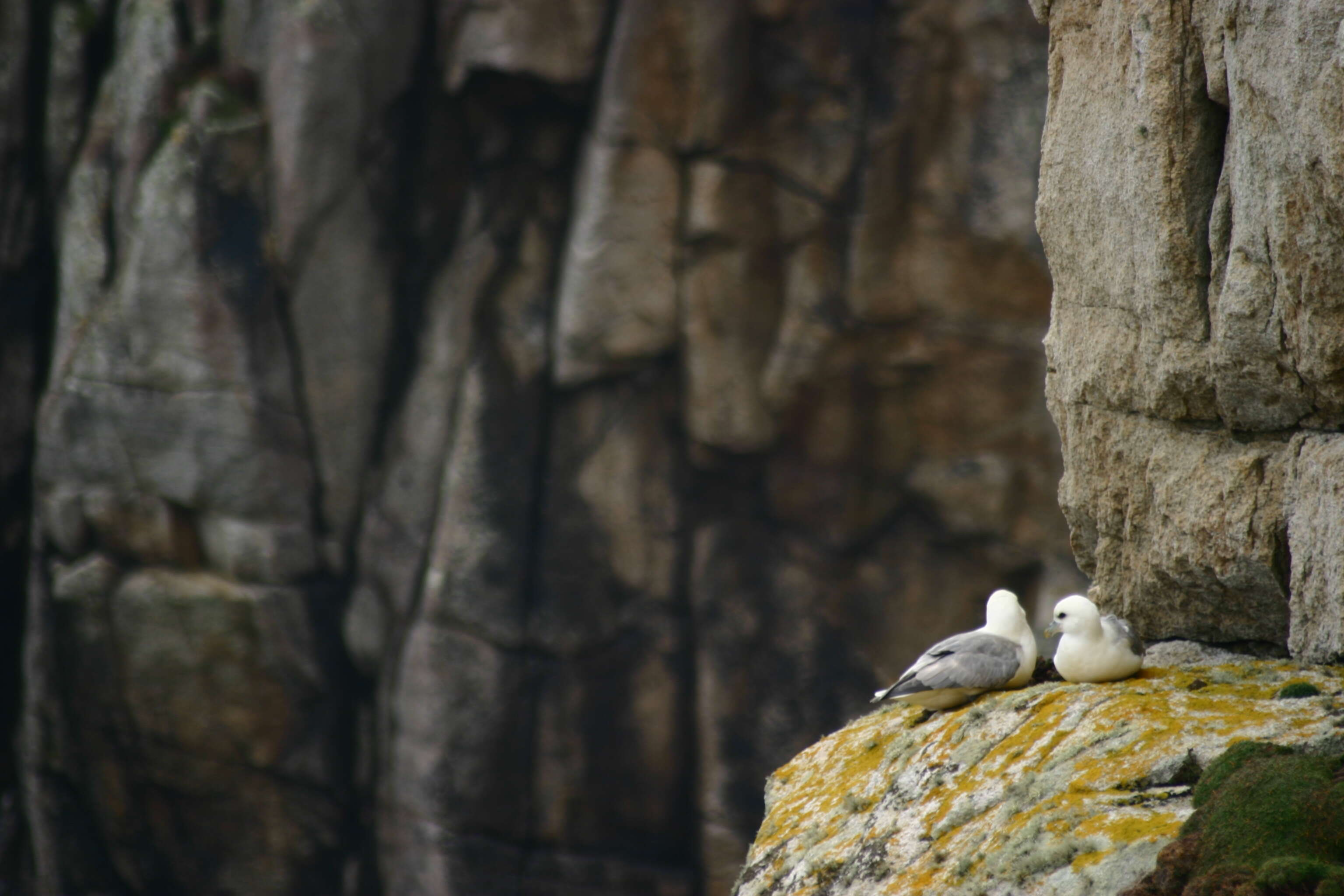 Image of Fulmar