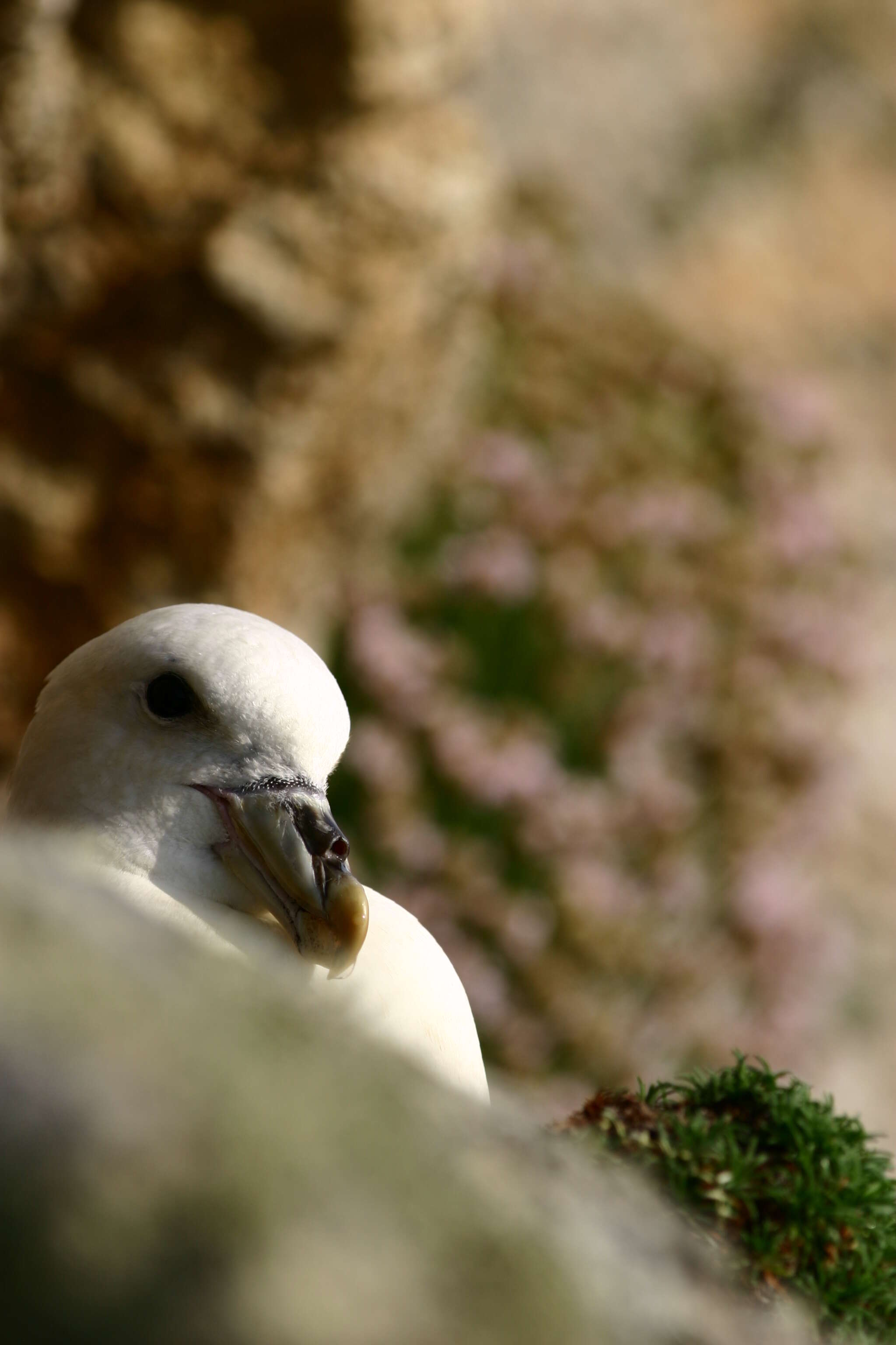 Image of Fulmar