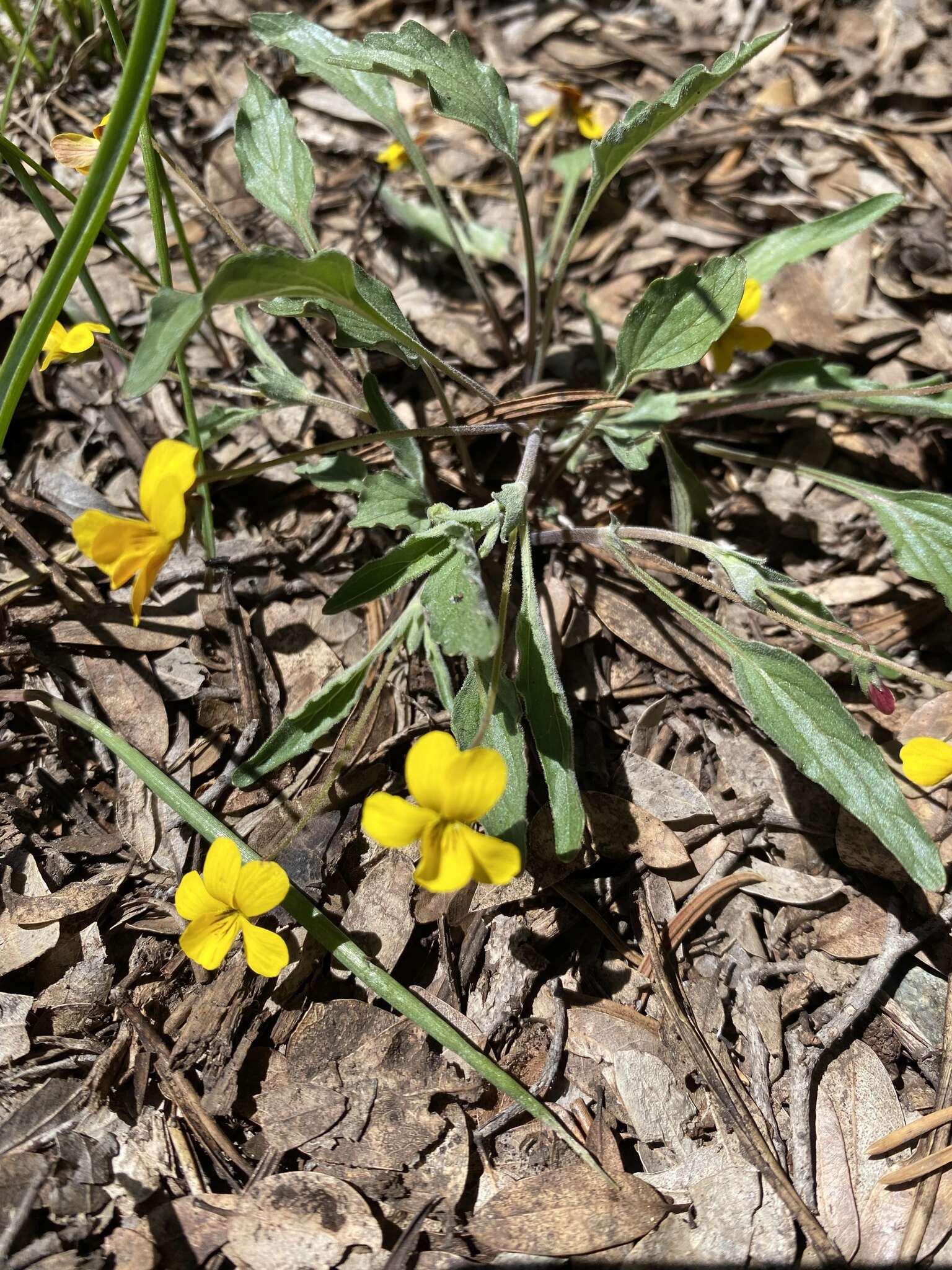 Image of goosefoot yellow violet