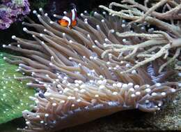 Image of Mushroom coral