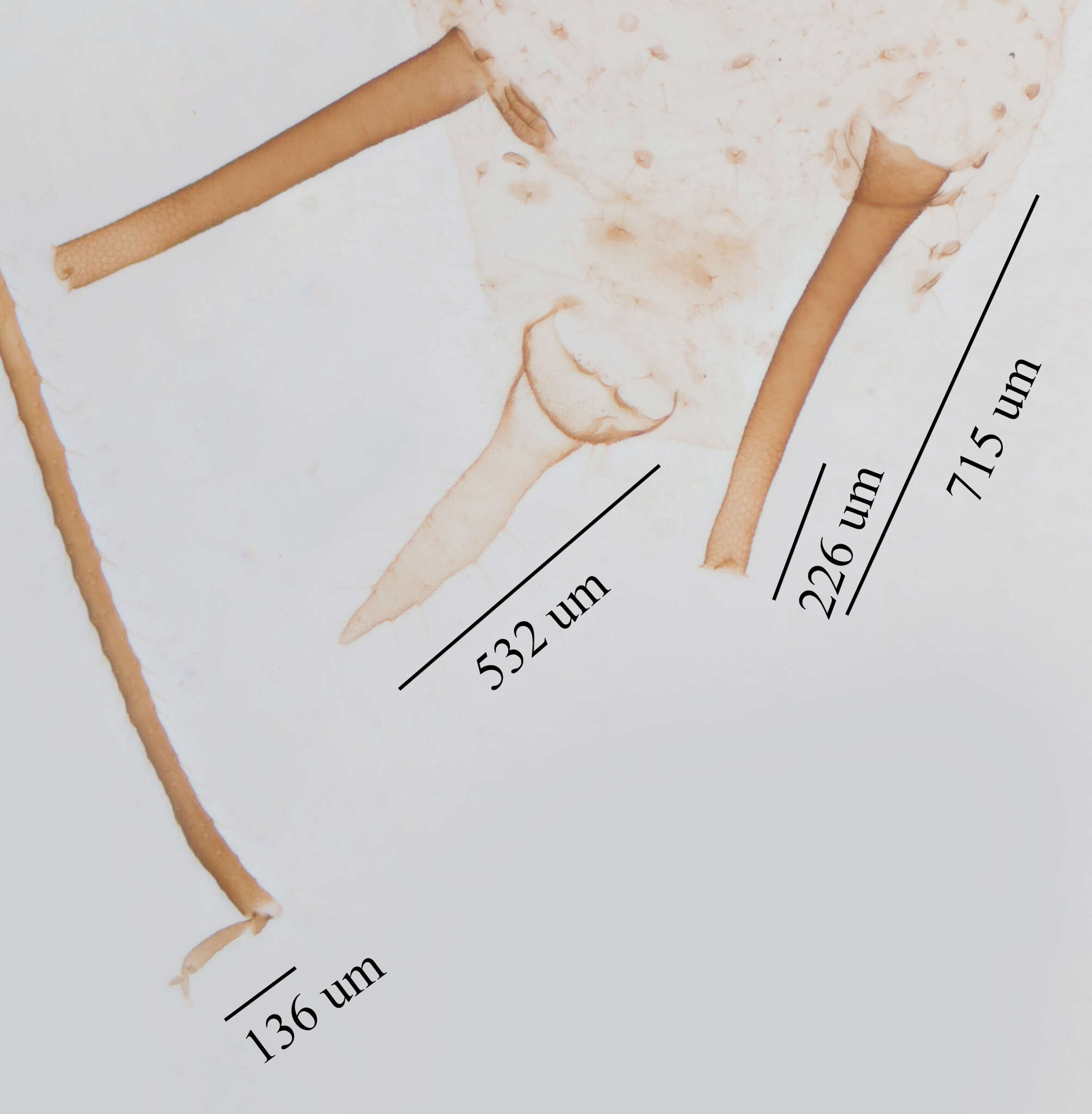 Imagem de Uroleucon (Uroleucon) ambrosiae (Thomas & C. 1878)