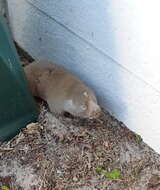 Image of Dune Mole Rats