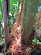 Image of Long-Leaf Plume Fern