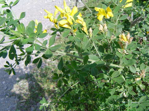 Image of French broom