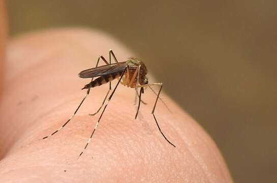 Imagem de Aedes canadensis canadensis