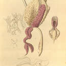 Image of Stanhopea haseloffiana Rchb. fil.