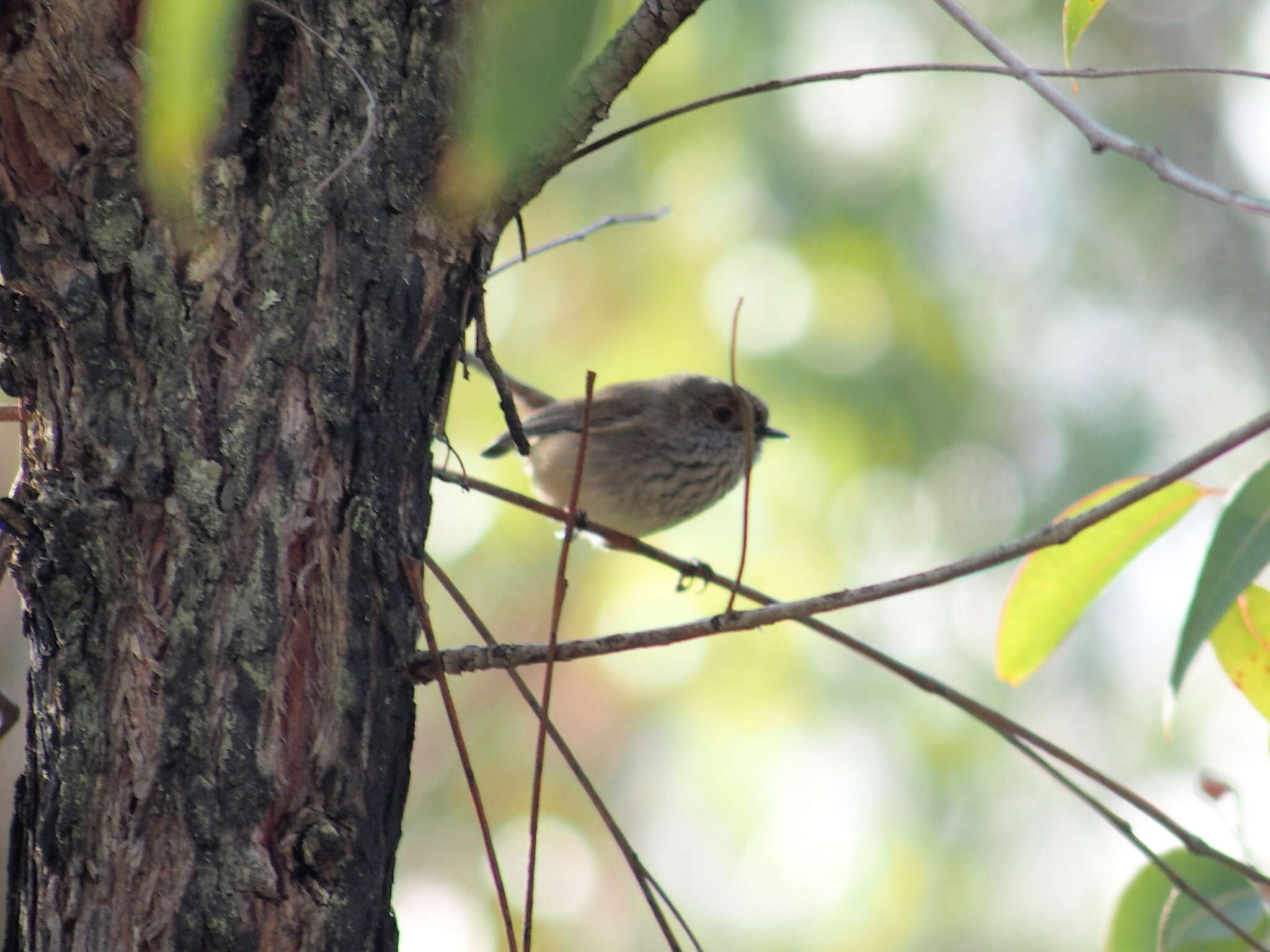 Image of Acanthiza apicalis apicalis Gould 1847