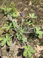 Image of subterranean Indian breadroot