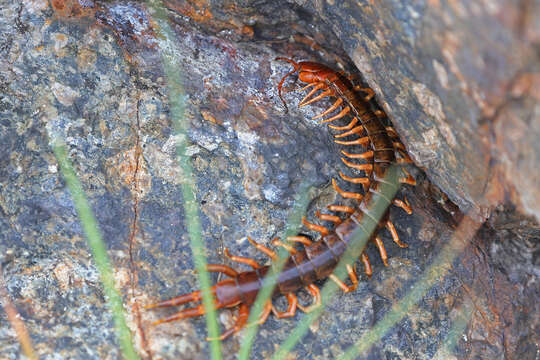 Image of Scolopendra multidens Newport 1844