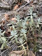 Image de Teucrium ronnigeri Sennen