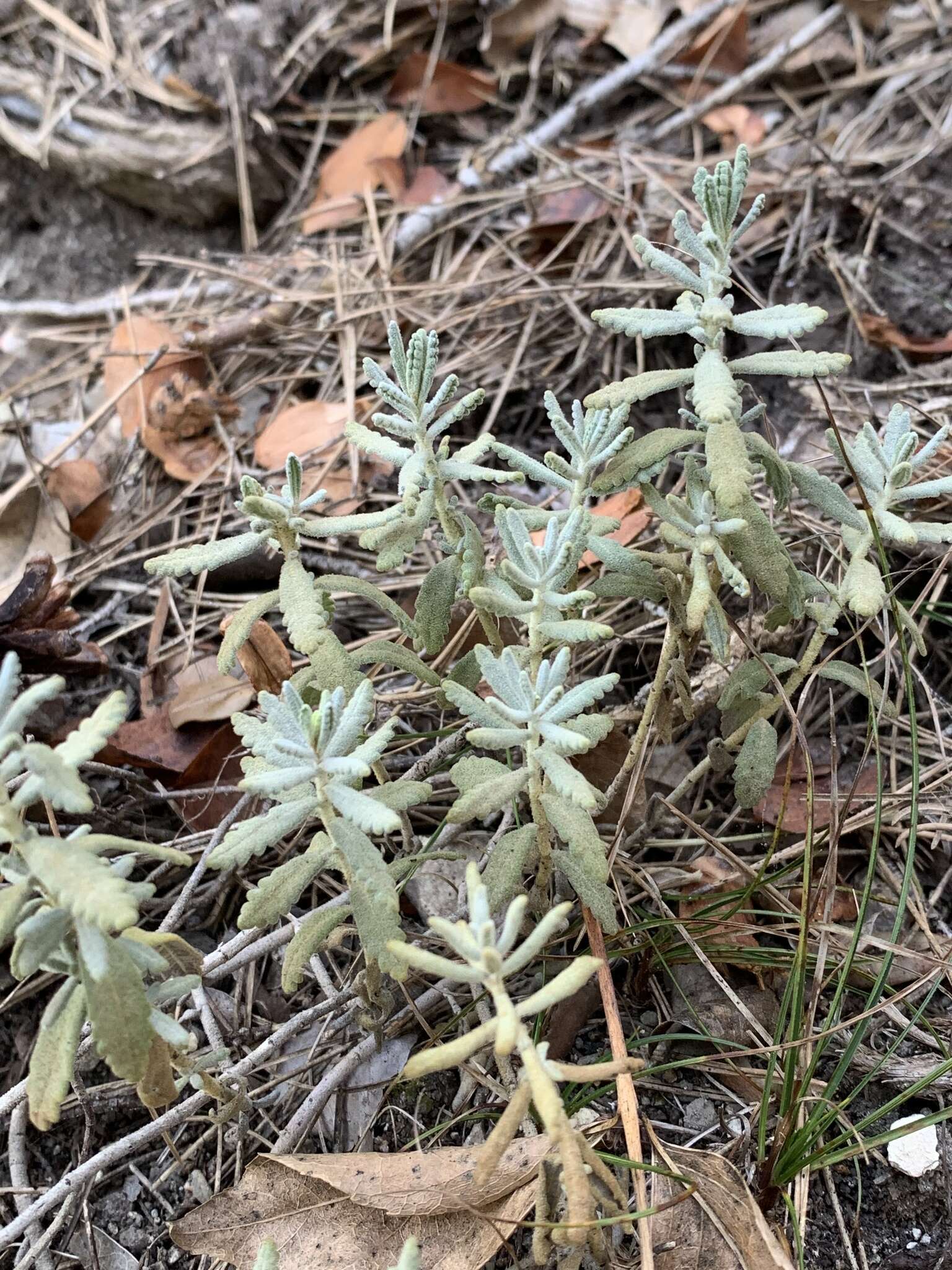 Image de Teucrium ronnigeri Sennen