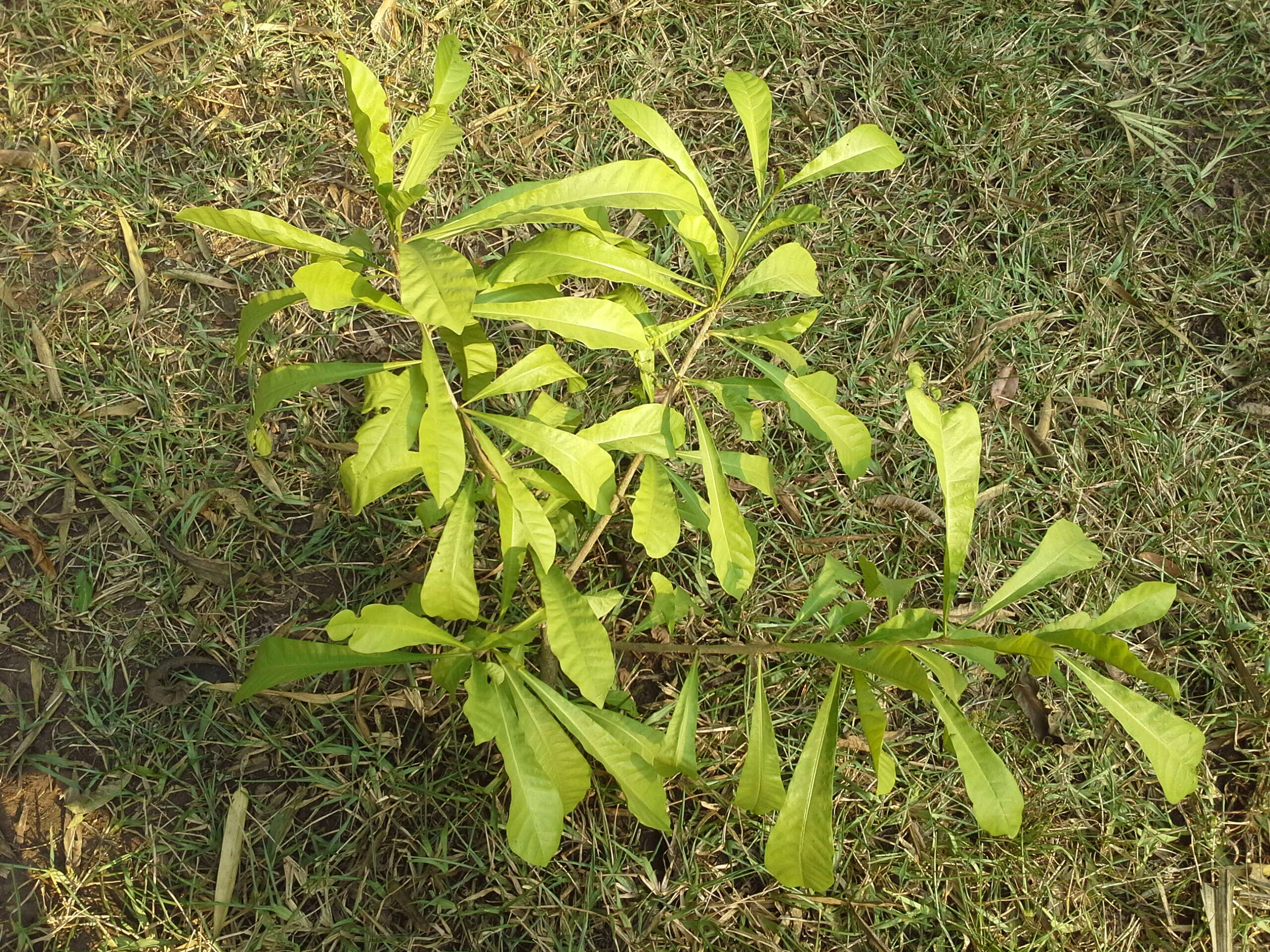 Image of common calabash tree