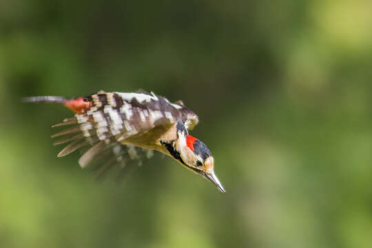 Image of Syrian Woodpecker