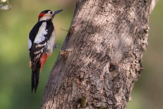 Image of Syrian Woodpecker