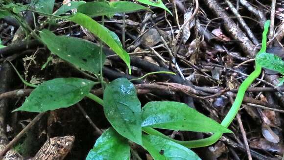 Chlorosoma viridissimum (Linnaeus 1758) resmi