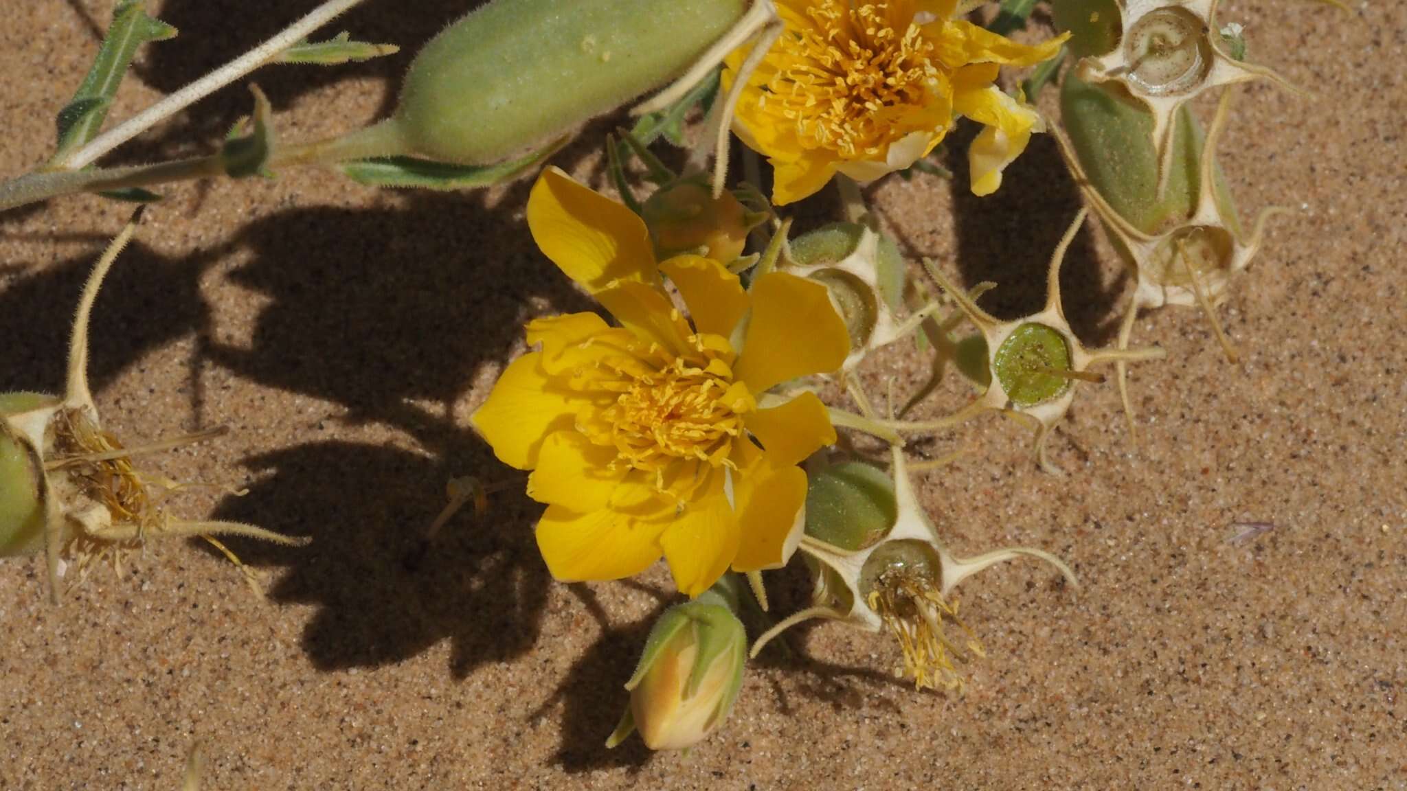 Image of Adonis blazingstar