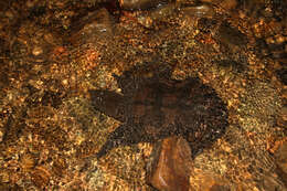 Image of Malayan Soft-shelled Turtle