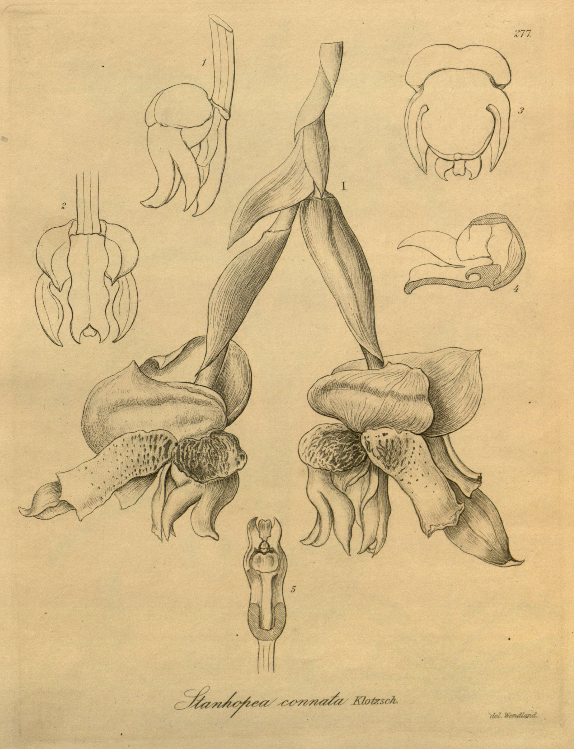 Image of Stanhopea connata Klotzsch