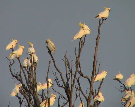 Image of Sulphur-crested Cockatoo