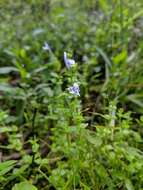 Image of Lindernia rotundifolia (L.) Alston