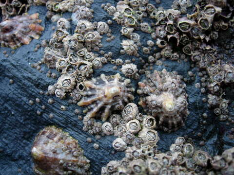 Image of Common limpet