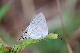 Слика од Hypolycaena philippus (Fabricius 1793)