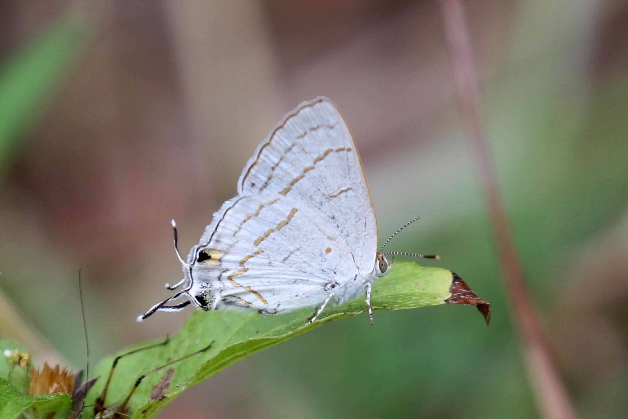 Слика од Hypolycaena philippus (Fabricius 1793)