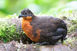 Image of Dark-backed Wood Quail