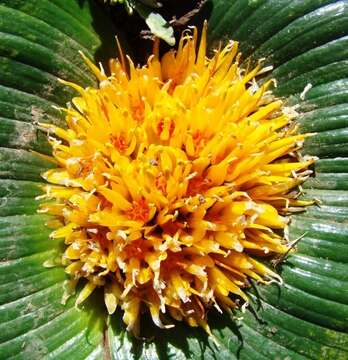 Image de Daubenya capensis (Schltr.) A. M. van der Merwe & J. C. Manning