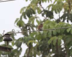 Plancia ëd Glaucidium peruanum König & C 1991