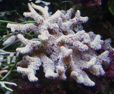 Image of Stony corals