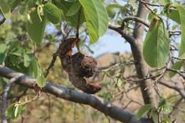 Annona longiflora S. Watson resmi