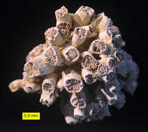 Image of Cladocora