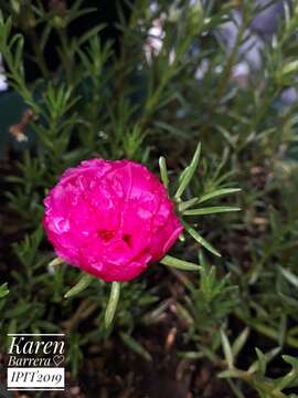 Image of Moss-rose Purslane