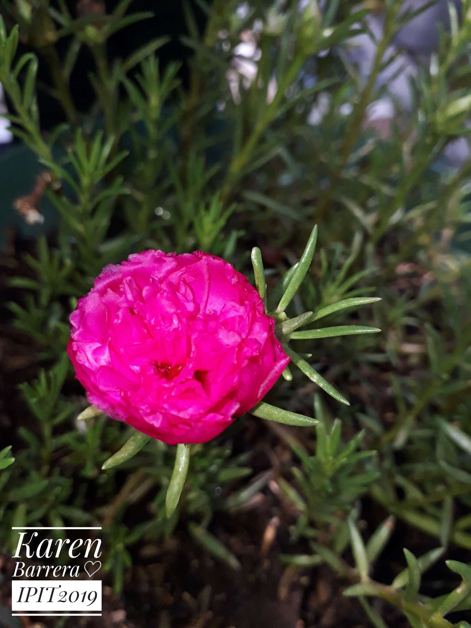 Image of Moss-rose Purslane