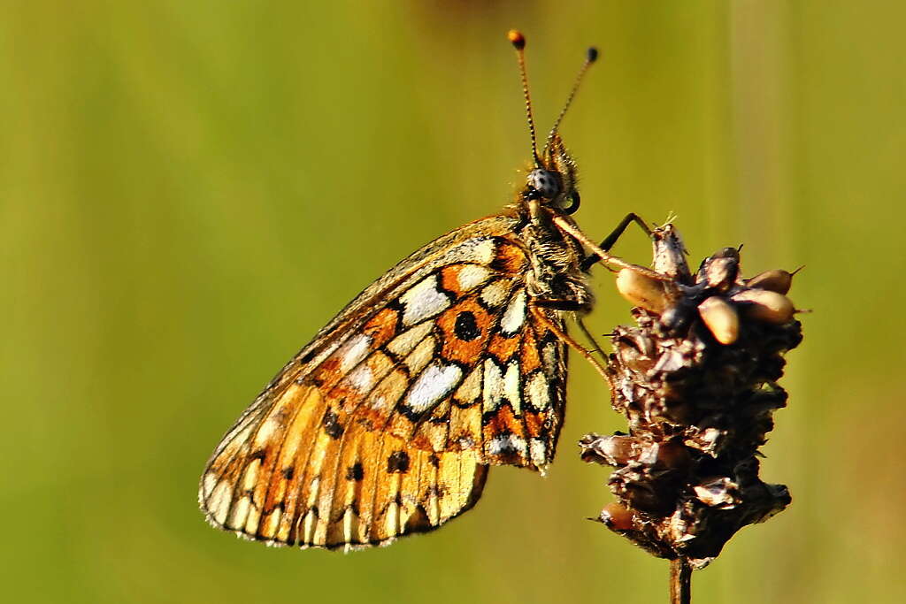 Image of Silver-bordered Fritillary