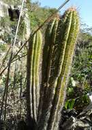 Imagem de Pilosocereus machrisii (E. Y. Dawson) Backeb.