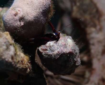 Image of Hawaiian whitefoot hermit