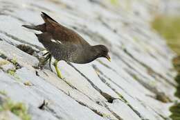 Image of Common Moorhen