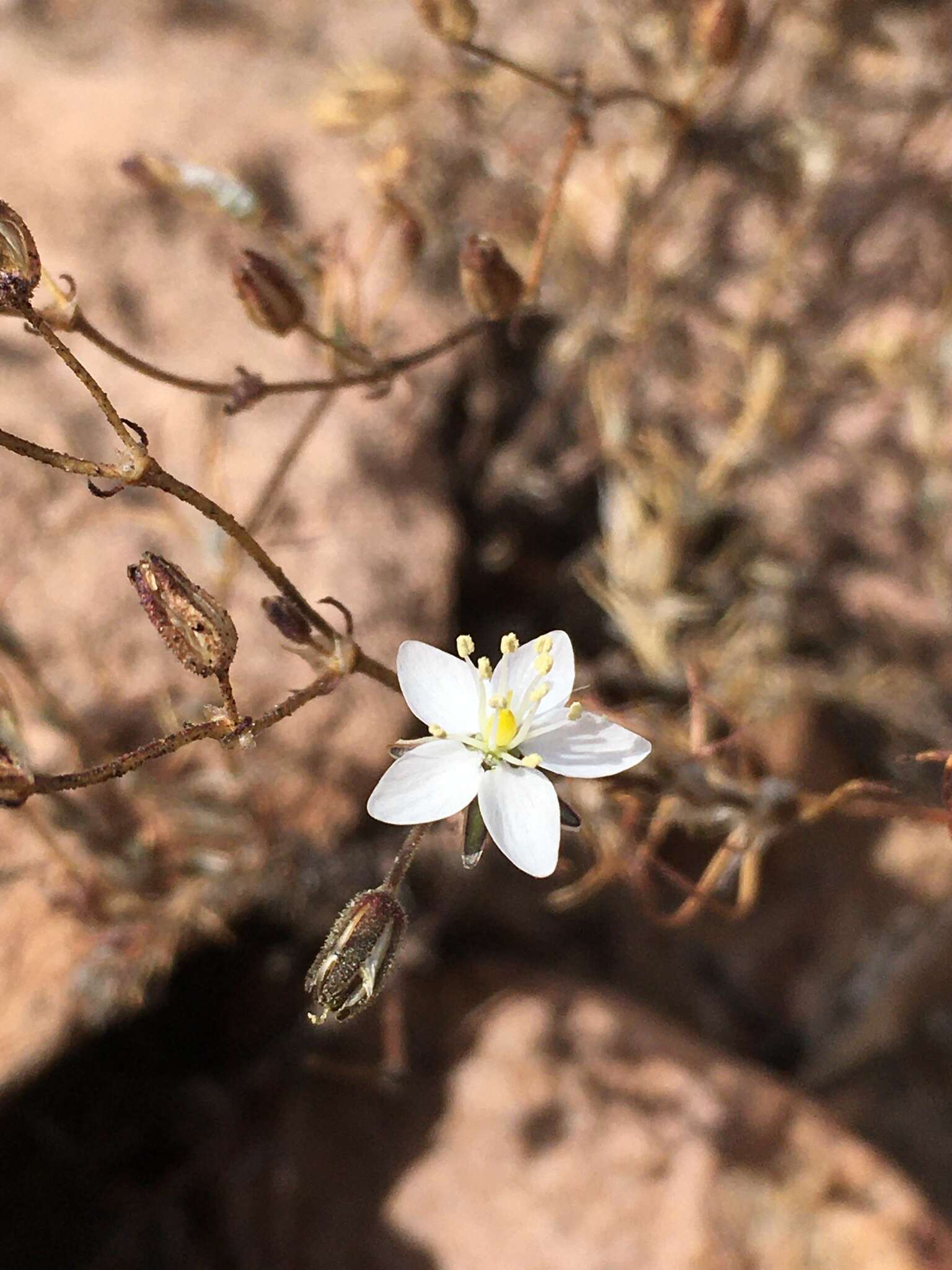 Plancia ëd Spergularia fasciculata Phil.