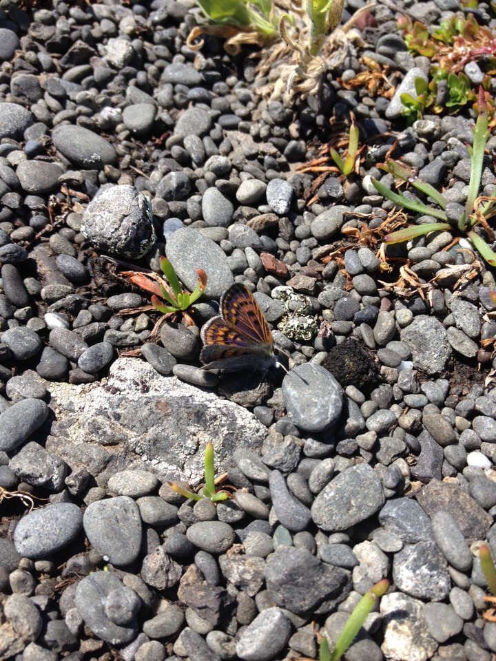 Image de Lycaena boldenarum White 1862