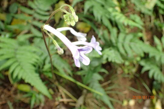 Image of Streptocarpus molweniensis Hilliard