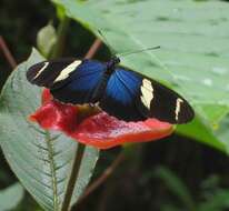 Heliconius sara Fabricius 1793的圖片