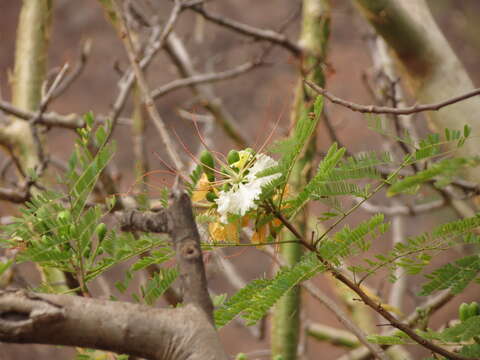 Image of Creamy Peacock Flower