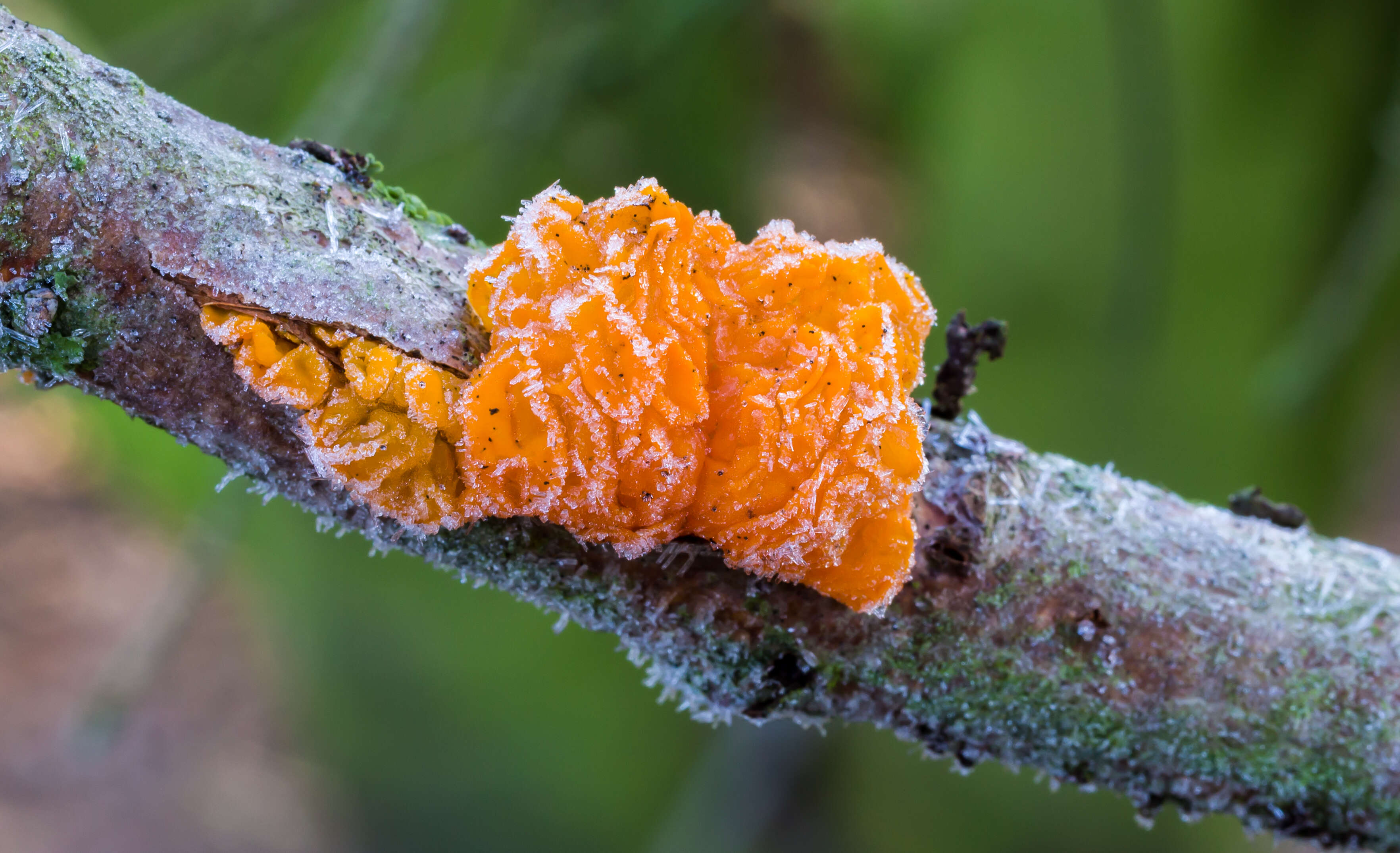 Image of Witches butter